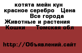 котята мейн кун, красное серебро › Цена ­ 30 - Все города Животные и растения » Кошки   . Томская обл.